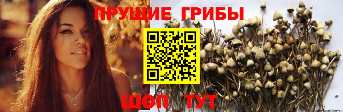 Мурманск  Псилоцибиновые грибы GOLDEN TEACHER  цены   Вход с VPN 